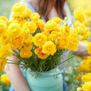 25 Yellow Ranunculus Buttercup Bulbs