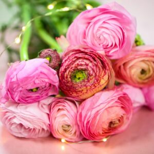 25 Pink Ranunculus Buttercup Bulbs