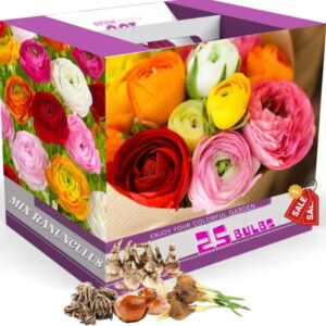 Alternative view of 25 Mix Picotee Ranunculus Buttercup Bulbs