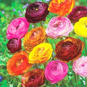 25 Mix Picotee Ranunculus Buttercup Bulbs