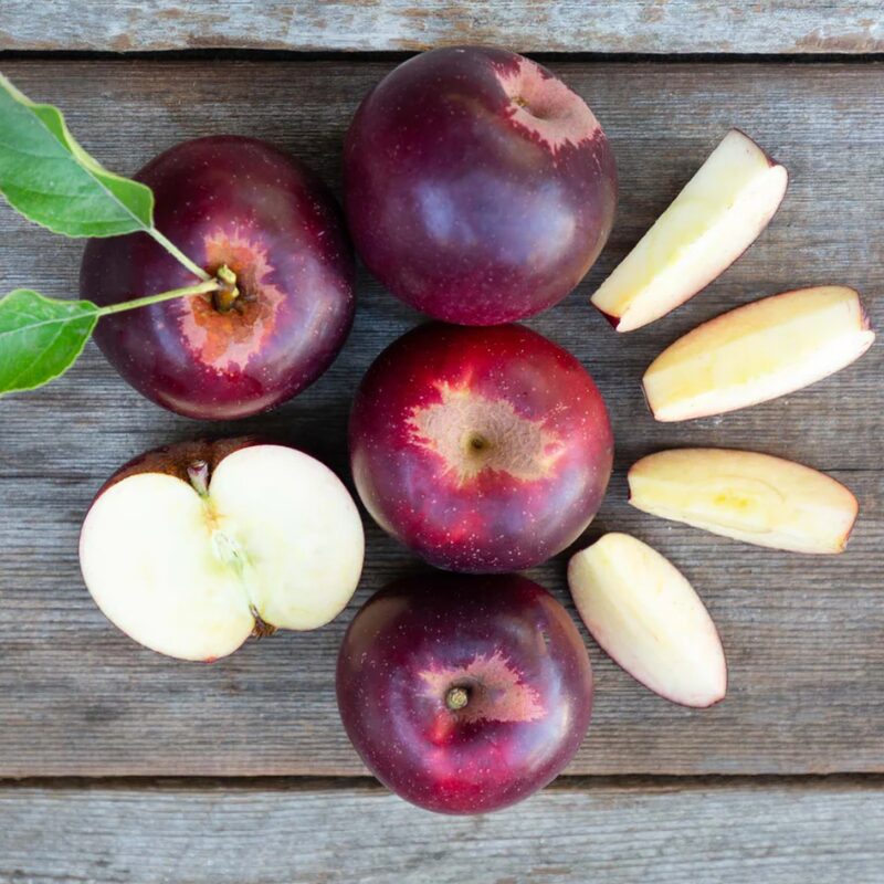 Arkansa Black Apple 2-3 Ft Tall - Image 3