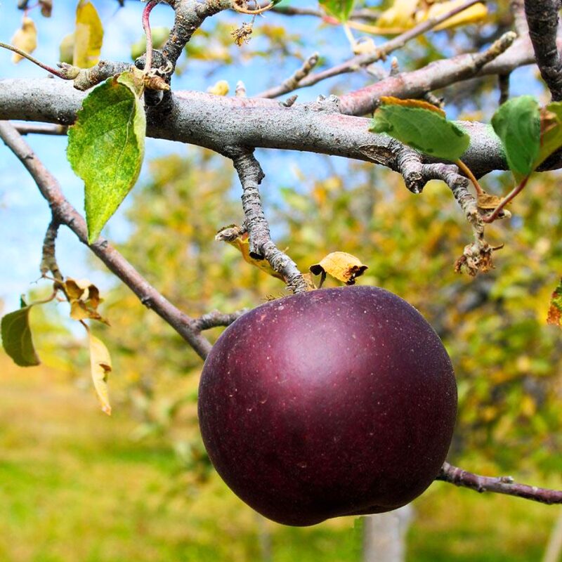 Arkansa Black Apple 2-3 Ft Tall