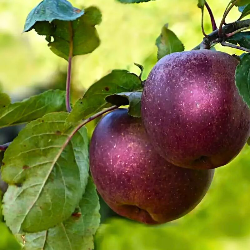 Arkansa Black Apple 2-3 Ft Tall - Image 2