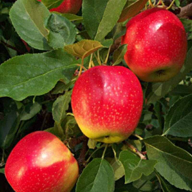 Gala Apple 2-3 Ft Tall - Image 2