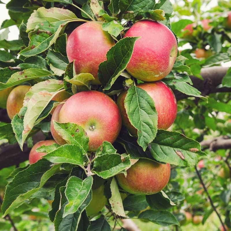 Honey Crisp Apple 2-3 Ft Tall - Image 5