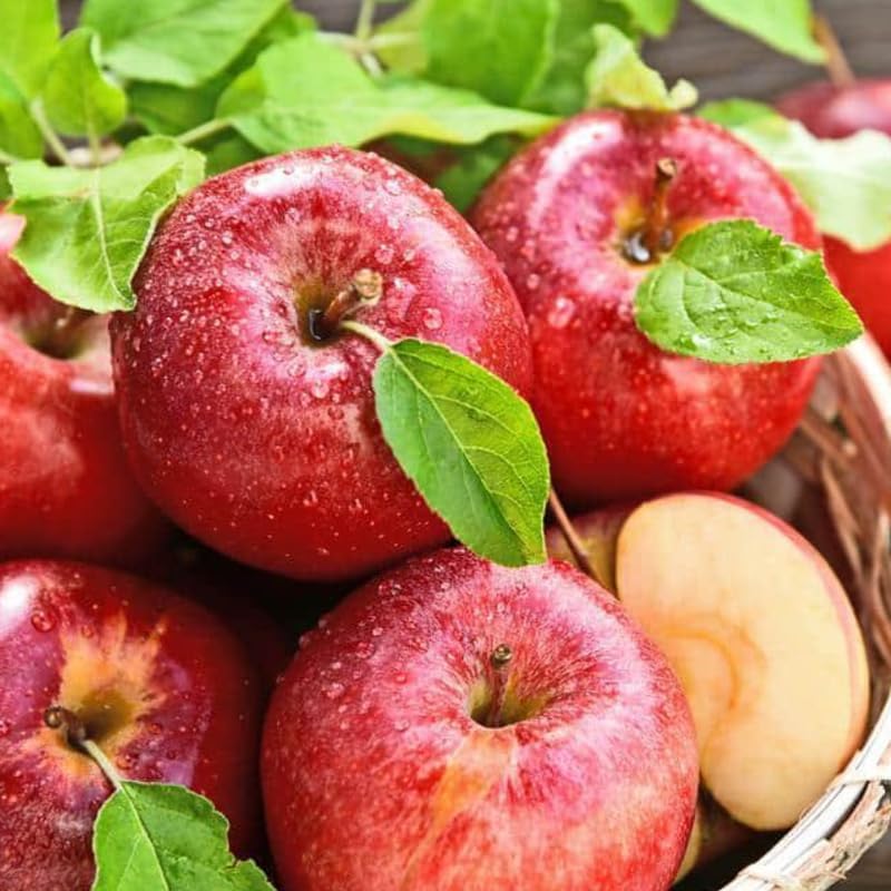 Honey Crisp Apple 2-3 Ft Tall - Image 4