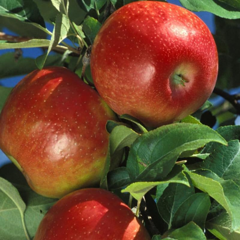 Honey Crisp Apple 2-3 Ft Tall - Image 3