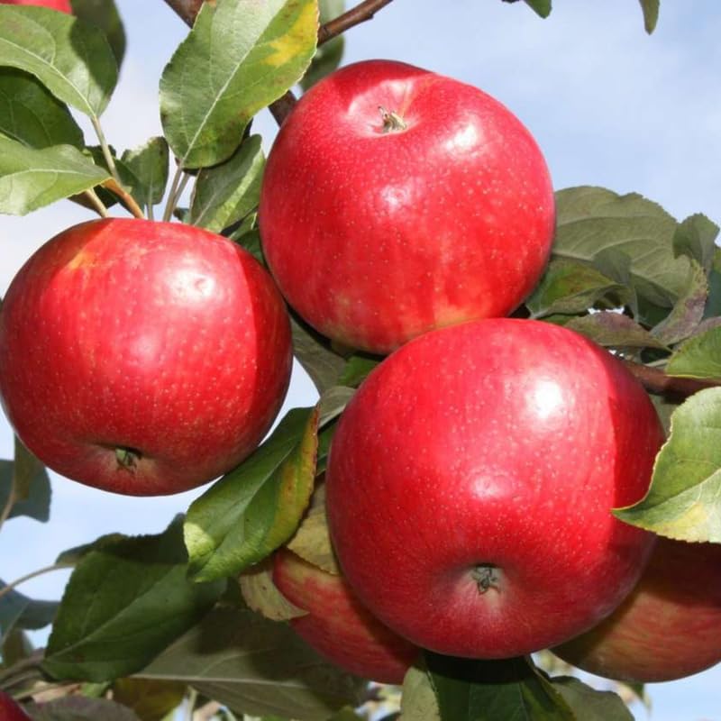 Honey Crisp Apple 2-3 Ft Tall - Image 2