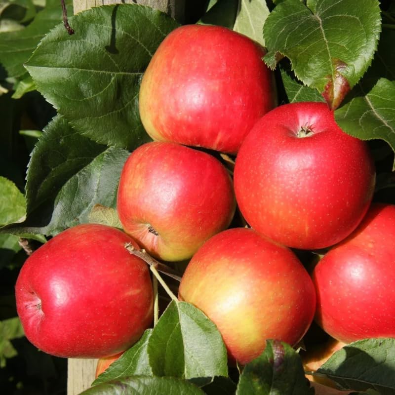 Honey Crisp Apple 2-3 Ft Tall
