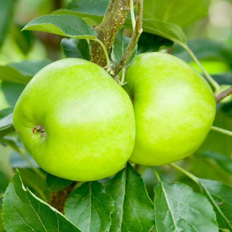 Granny Smith Apple 2-3 Ft Height - Image 4