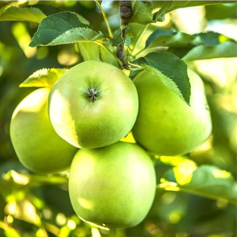 Granny Smith Apple 2-3 Ft Height - Image 3
