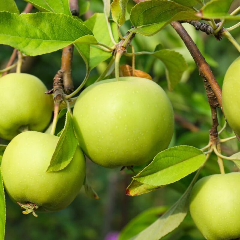 Granny Smith Apple 2-3 Ft Height - Image 2