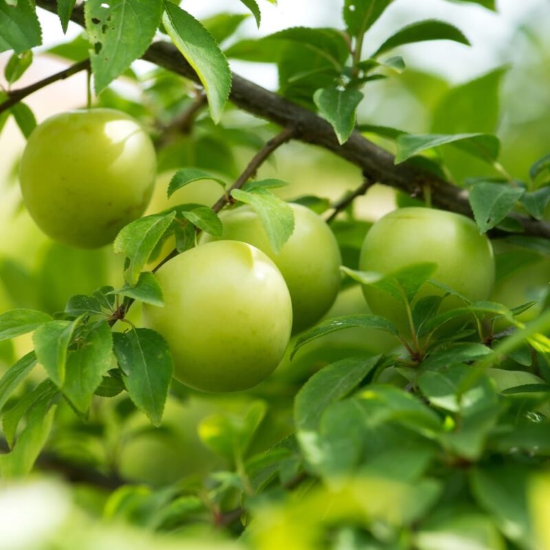 Granny Smith Apple 2-3 Ft Height