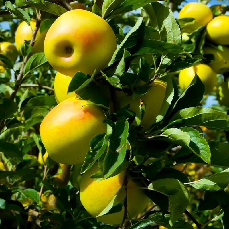 Golden Delicious Apple - Image 4