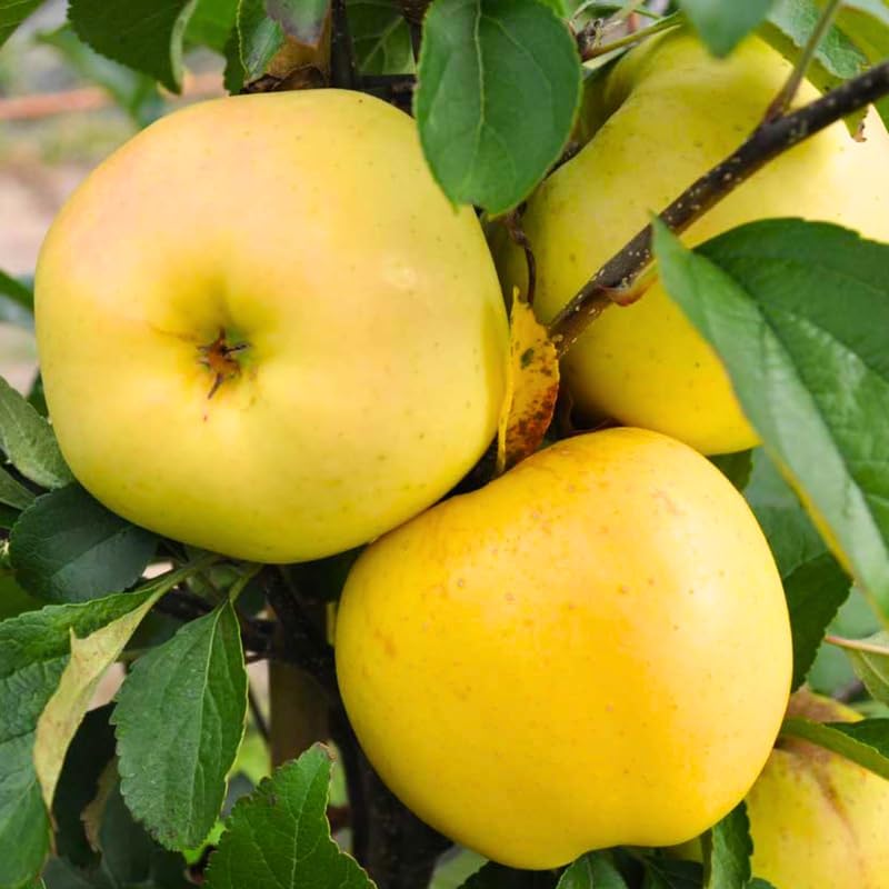 Golden Delicious Apple - Image 2