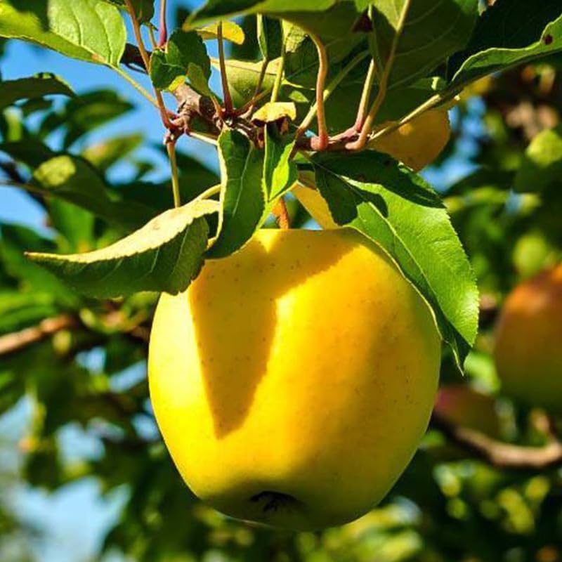 Golden Delicious Apple