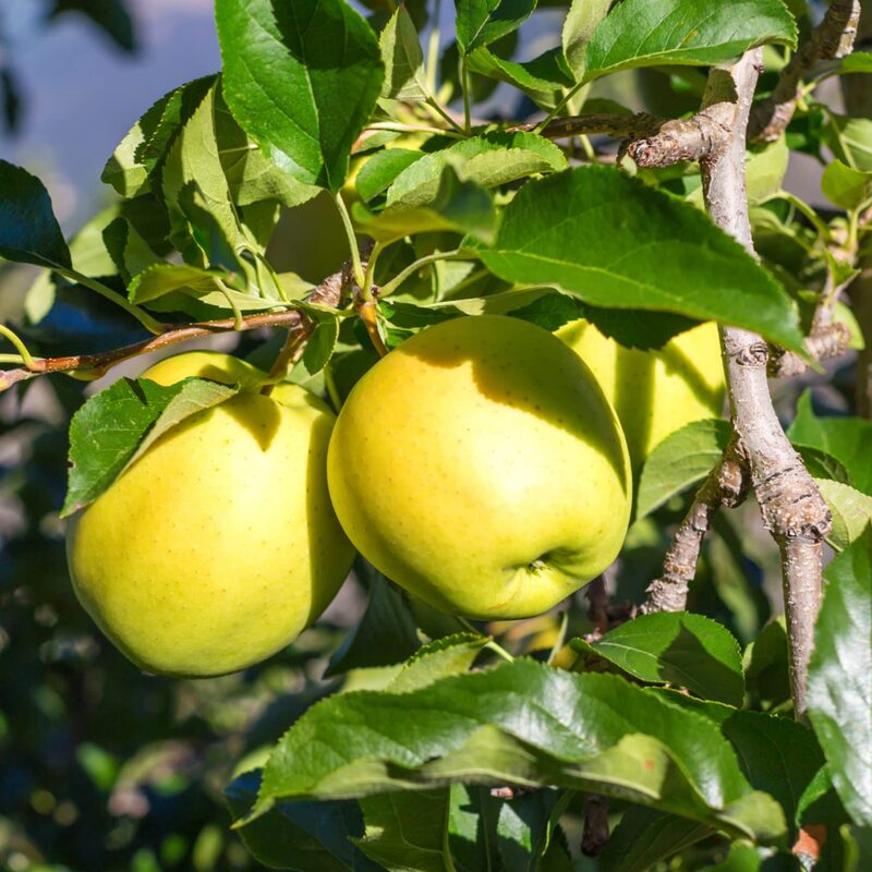 Apple Fruit Tree, 6+ VARIETIES 2-3 Ft Tall