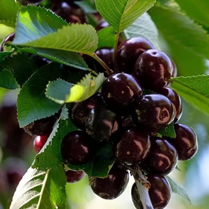 2PCS Black Cherry Tree 1.5-2 Feet Tall, Bareroots, No Leaves - Image 2