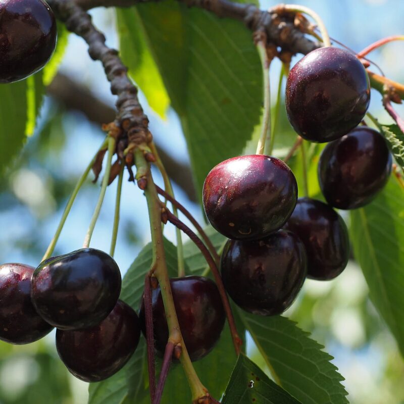 2PCS Black Cherry Tree 1.5-2 Feet Tall, Bareroots, No Leaves