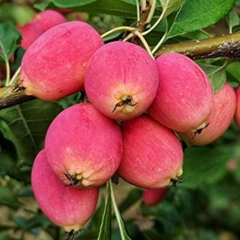 Dolgo Crabapple Tree - Image 6