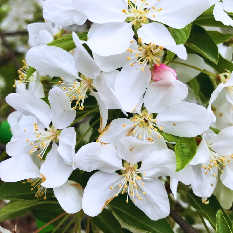 Dolgo Crabapple Tree - Image 5