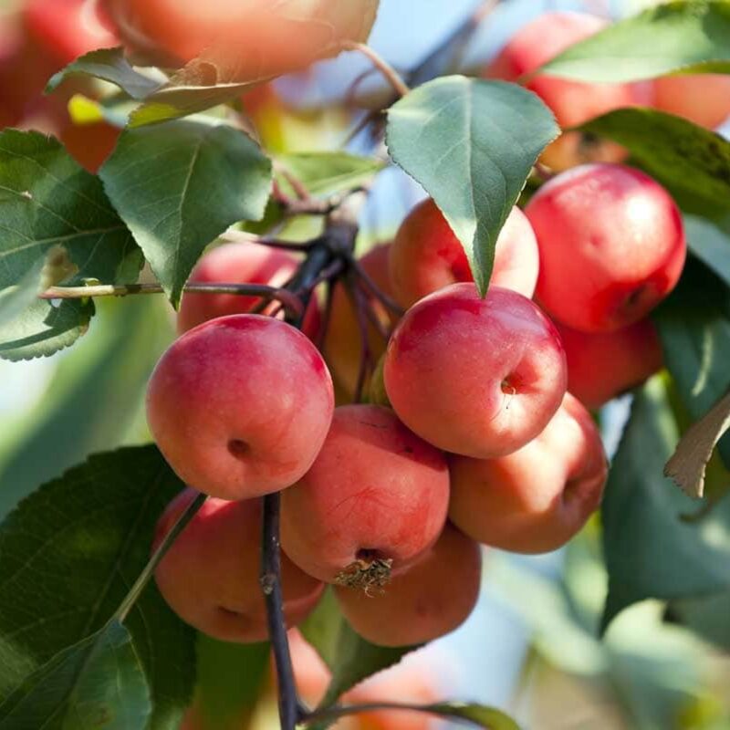 Dolgo Crabapple Tree - Image 4