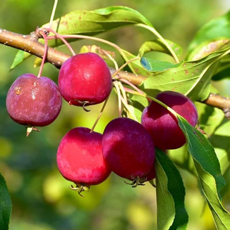 Dolgo Crabapple Tree - Image 3