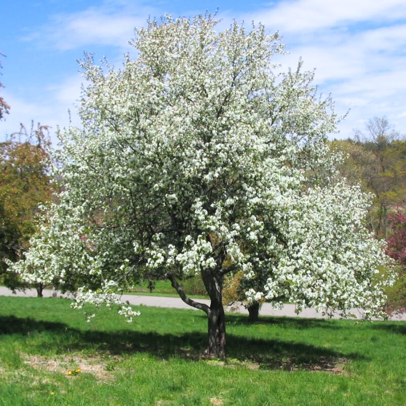 Dolgo Crabapple Tree - Image 2