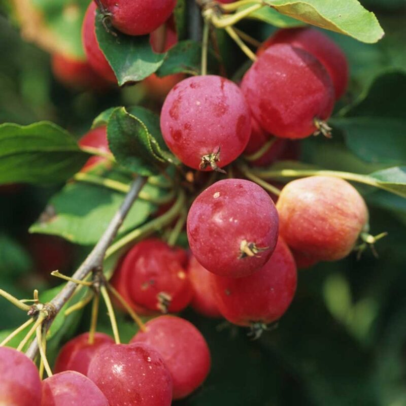 Dolgo Crabapple Tree