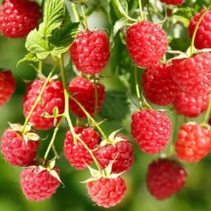 Alternative view of Raspberry Tree