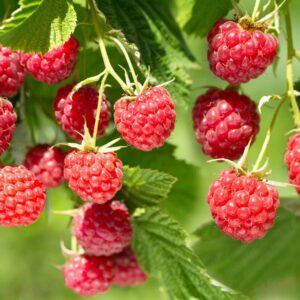 Raspberry Tree
