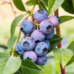 Blueberry Plant