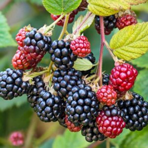 Thornless Blackberry Plants