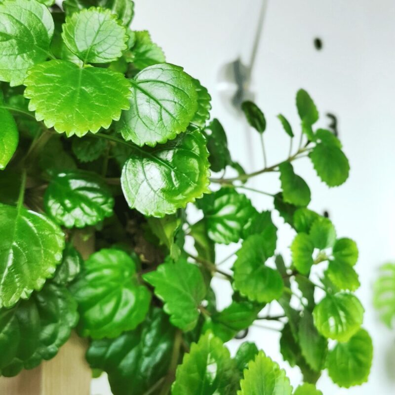 Mastering the Art of Growing Swedish Ivy: A Comprehensive Guide Introduction