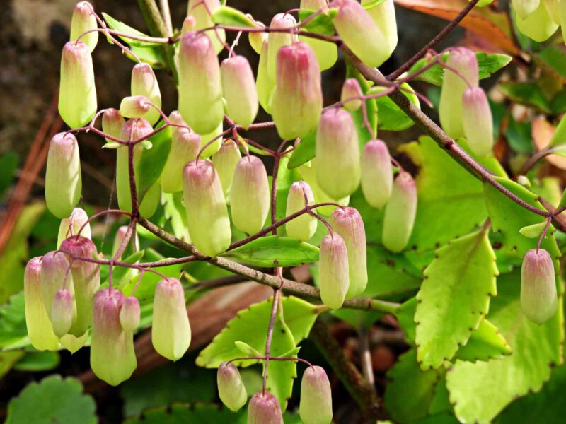 How to grow Kalanchoe Pinnata plants