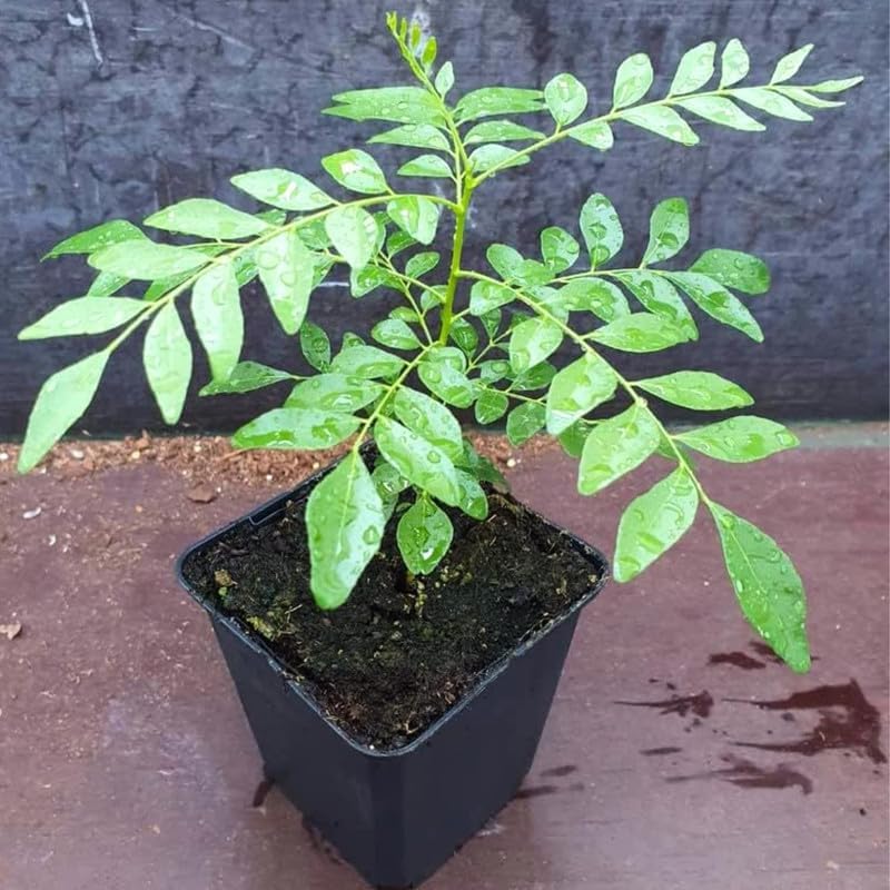 How to Grow Curry Leaf Plant