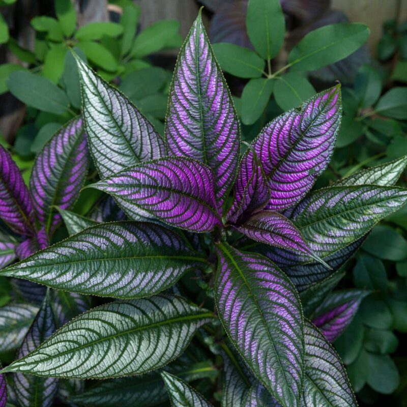 How to Grow Strobilanthes Persian Shield