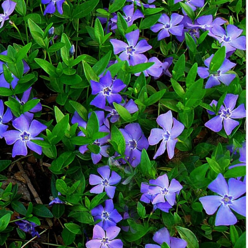How to Grow Vinca Plant
