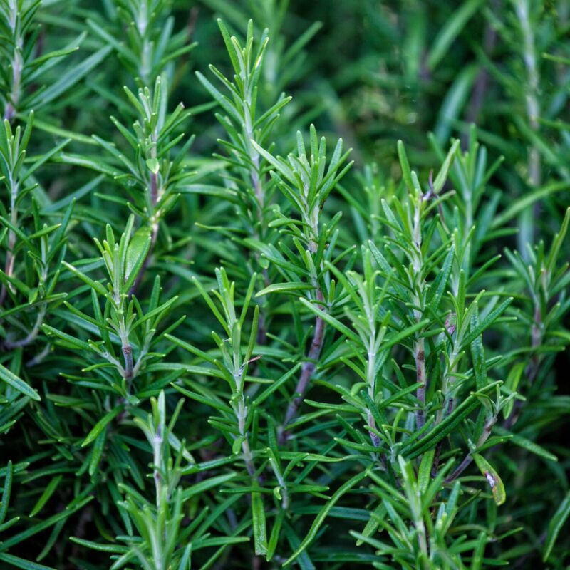 How to Grow Rosemary Plant