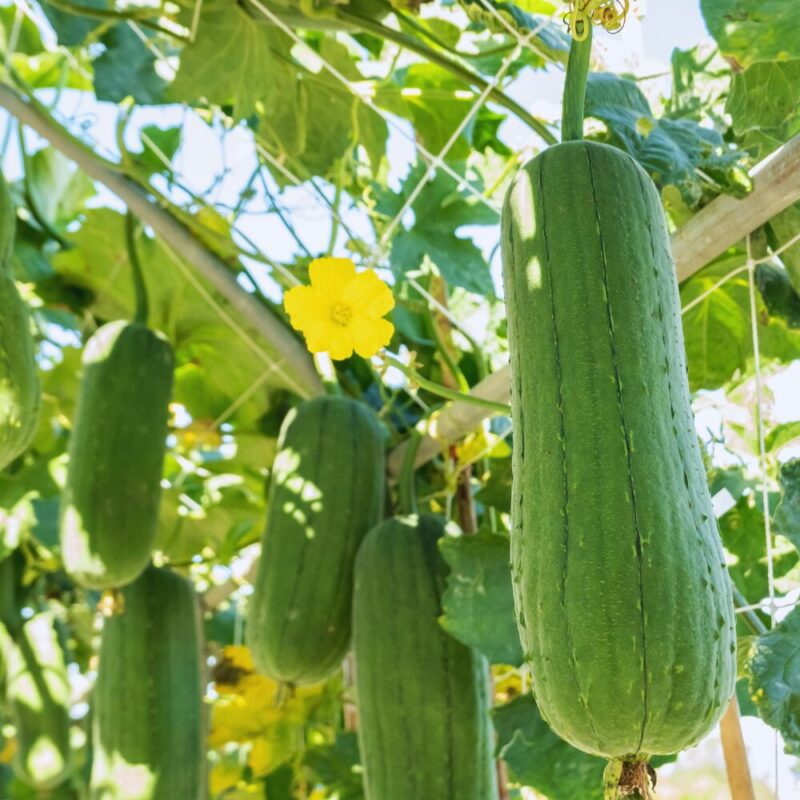 How to Grow Luffa Gourd Plant