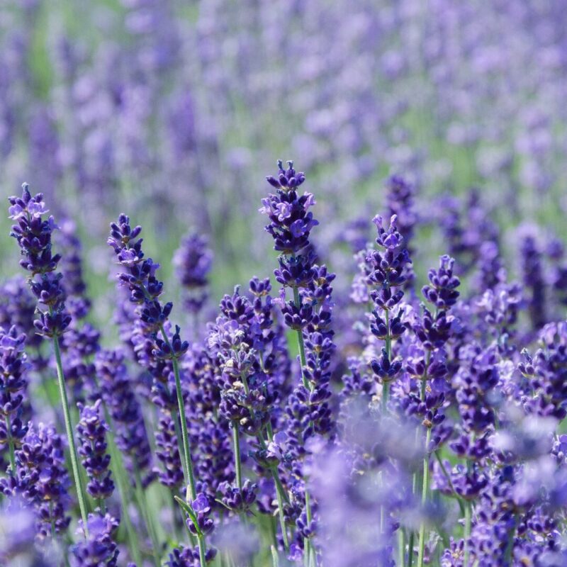 How to Grow Lavender Plant