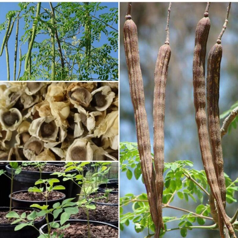 How To Grow Moringa From Seeds
