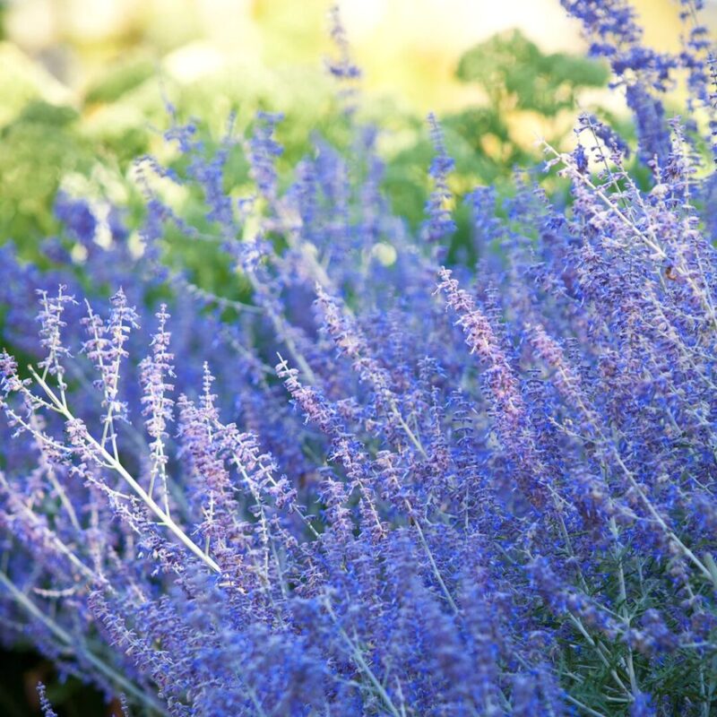 Russian Sage Care Guide: Grow and Maintain Like a Pro!