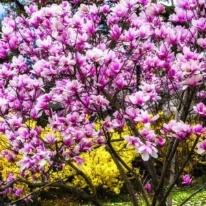 Alternative view of Magnolia Tree, Many Varieties