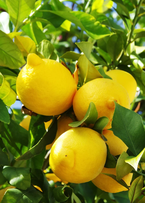 Meyer Lemon Tree Live Plant - No Ship to CA - Image 6