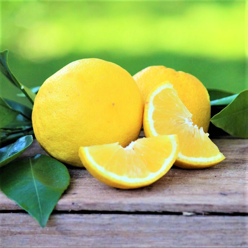 Meyer Lemon Tree Live Plant - No Ship to CA - Image 5