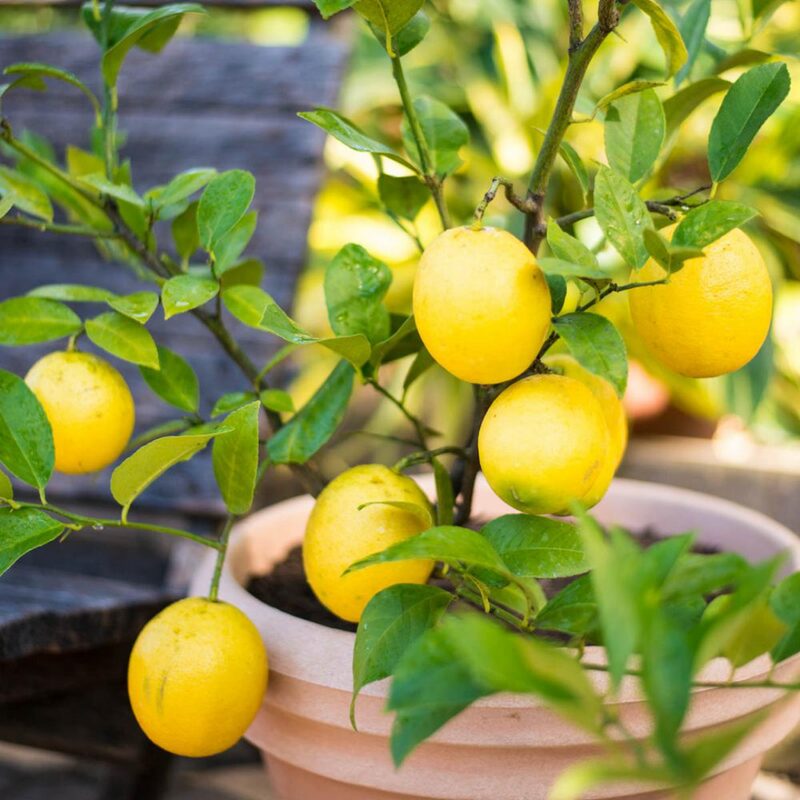 Meyer Lemon Tree Live Plant - No Ship to CA - Image 4