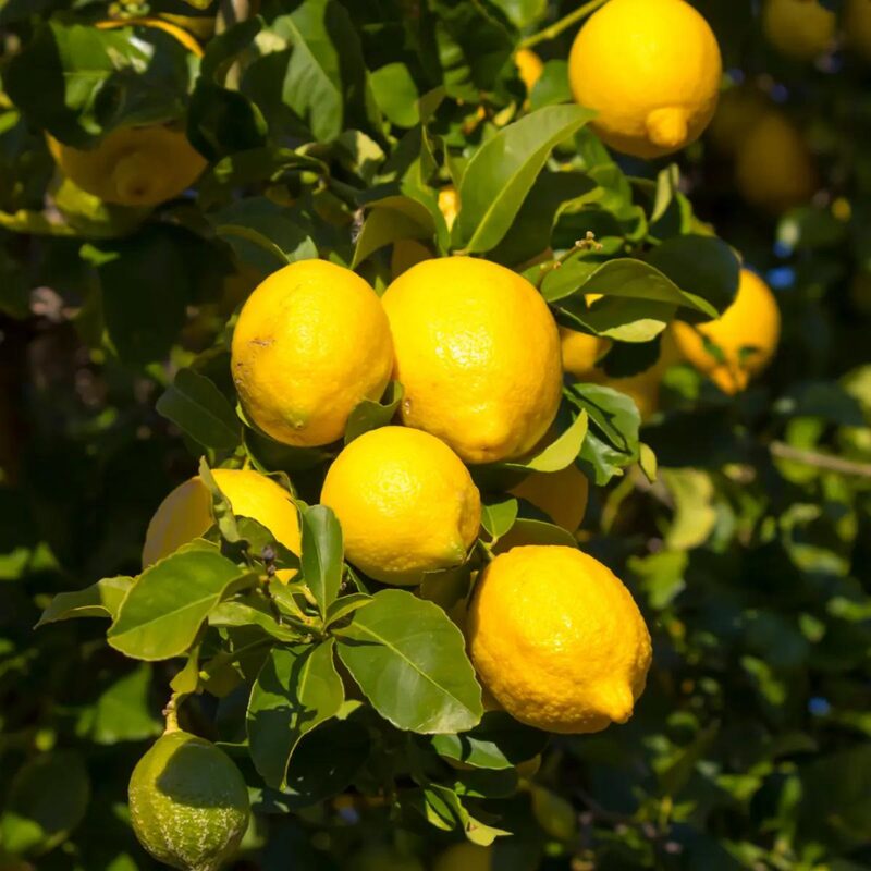 Meyer Lemon Tree Live Plant - No Ship to CA - Image 2