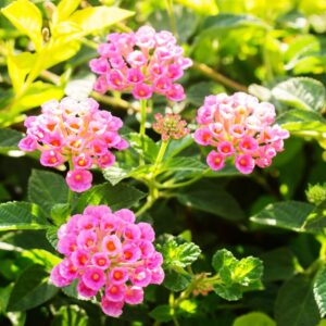 Alternative view of Lantana Plants