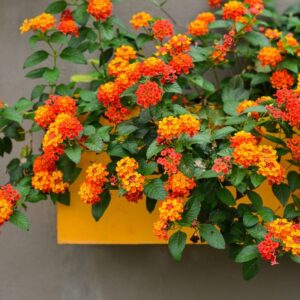 Lantana Plants
